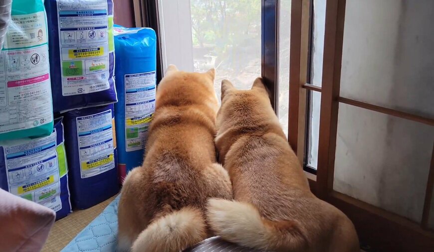 ナカヨシバイヌ