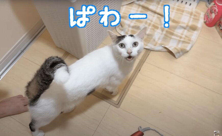 シャンプーするムキムキ猫ちゃん