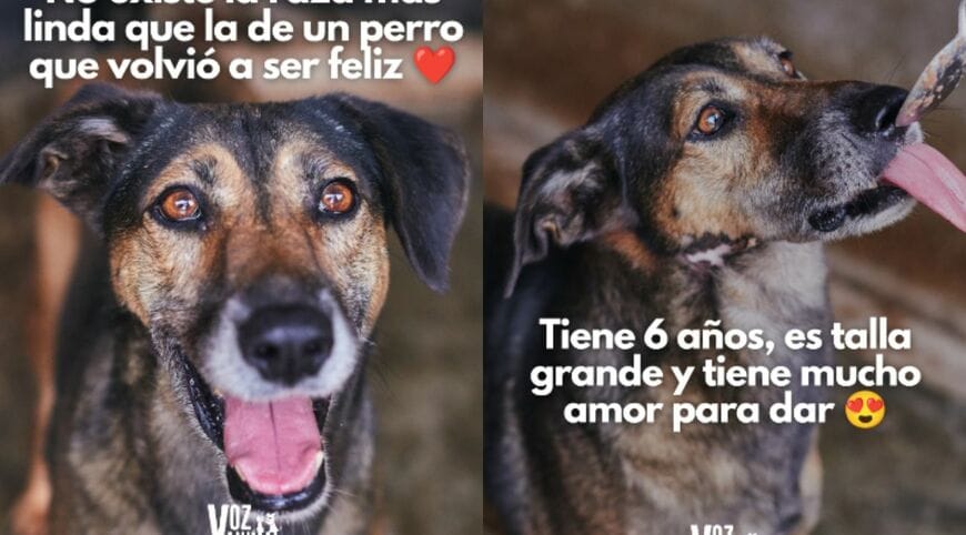 出所：<u><a href="https://www.instagram.com/p/DbD8sw7kYTT/?img_index=1" target="_blank">@vozanimalperu</a></u>