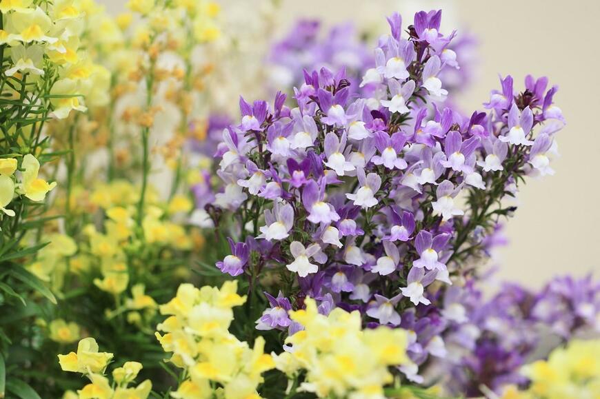 紫色と黄色のリナリアの花