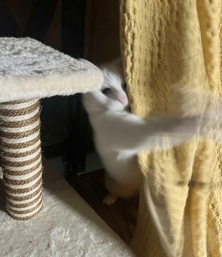 飛び出る猫の手