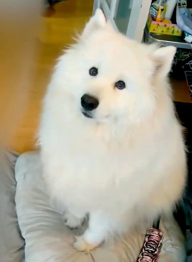 つぶらな瞳で何か言いたげな犬