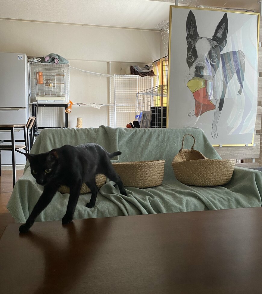 撮られていることがわかっている猫