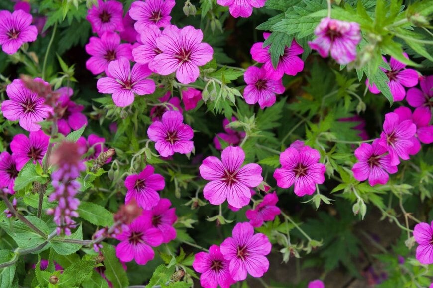 ゲラニウムのピンクの花が咲いている。