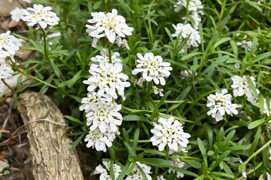 白い小花を咲かせている、イベリス