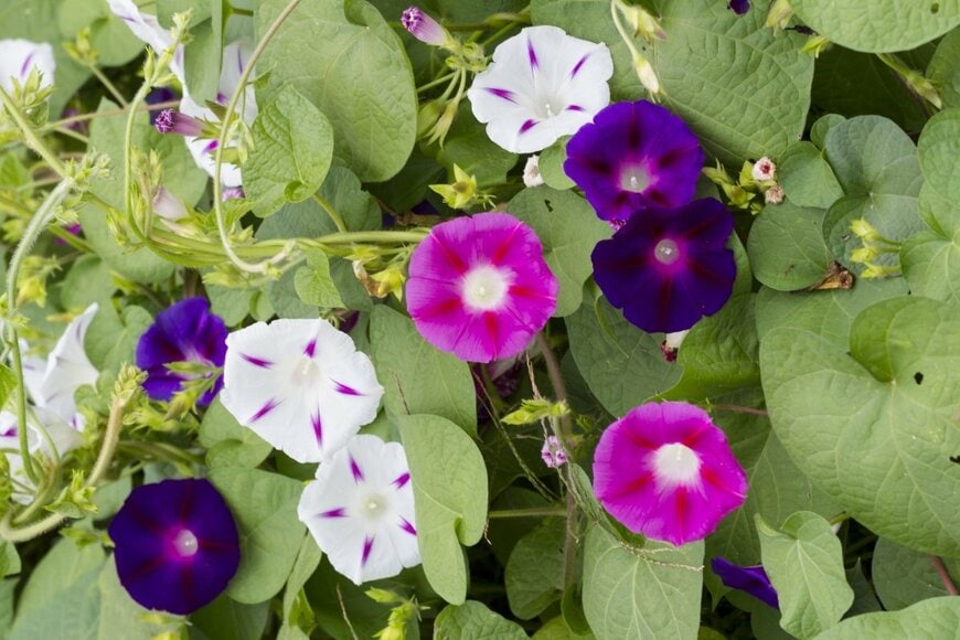 アサガオの花。色は白、濃い青紫、ピンク。