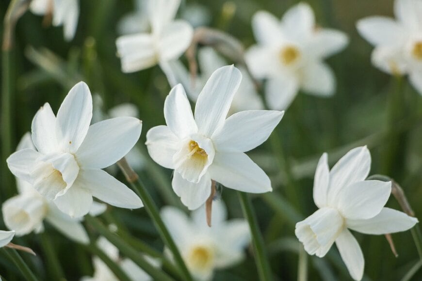 白い花を咲かせている、スイセン