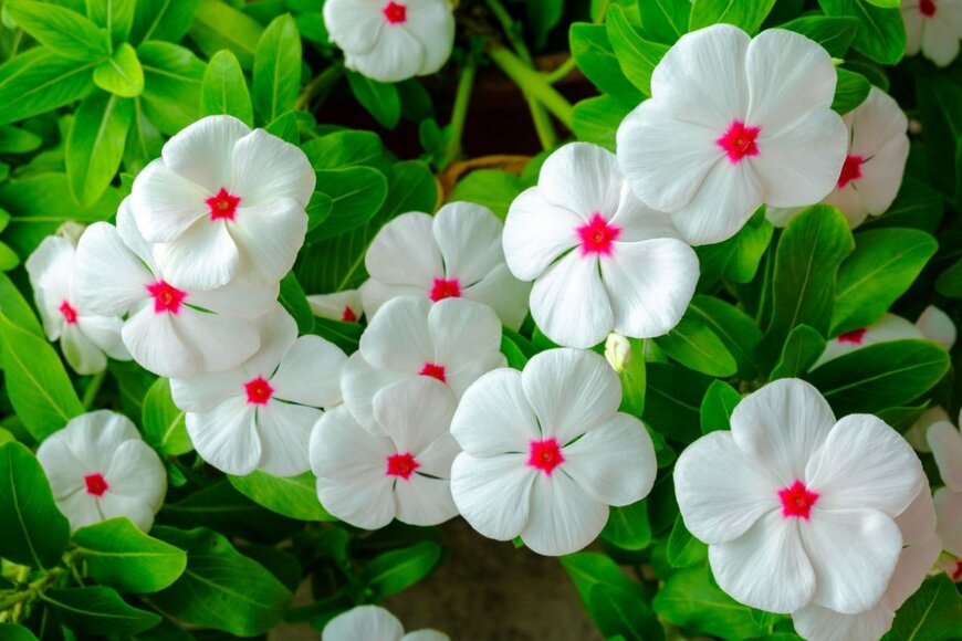 ニチニチソウの花。色は白。中央にピンクの点。