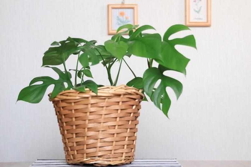 壁際にある、緑色の観葉植物が入った編み込みの鉢カバー。