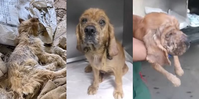 空き家で見つかった衰弱した犬の姿