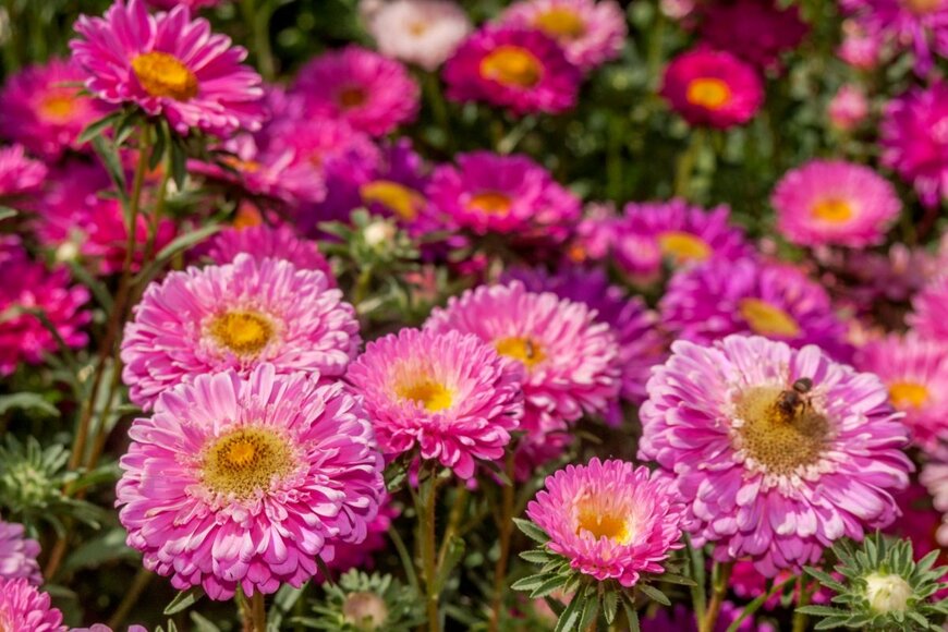 ピンクのアスター(エゾギク)の花が咲いている