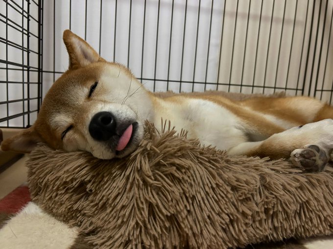 眠る犬