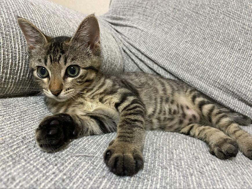 猫の間違い探し