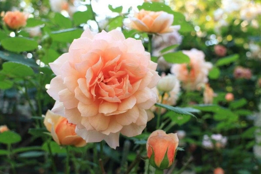 うちの庭で、オレンジ色の花を咲かせているバラ