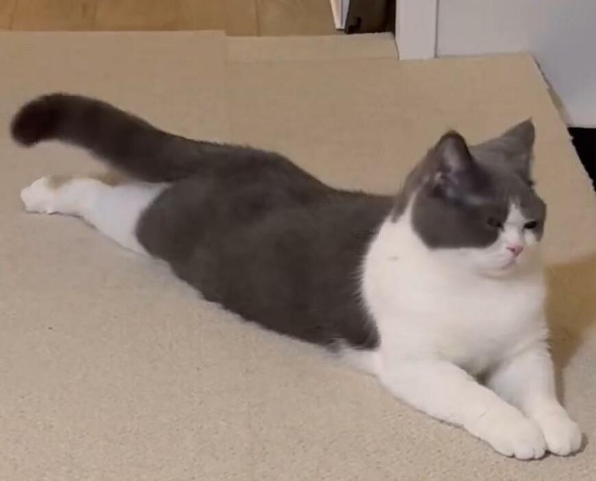 うっとりとした表情の猫