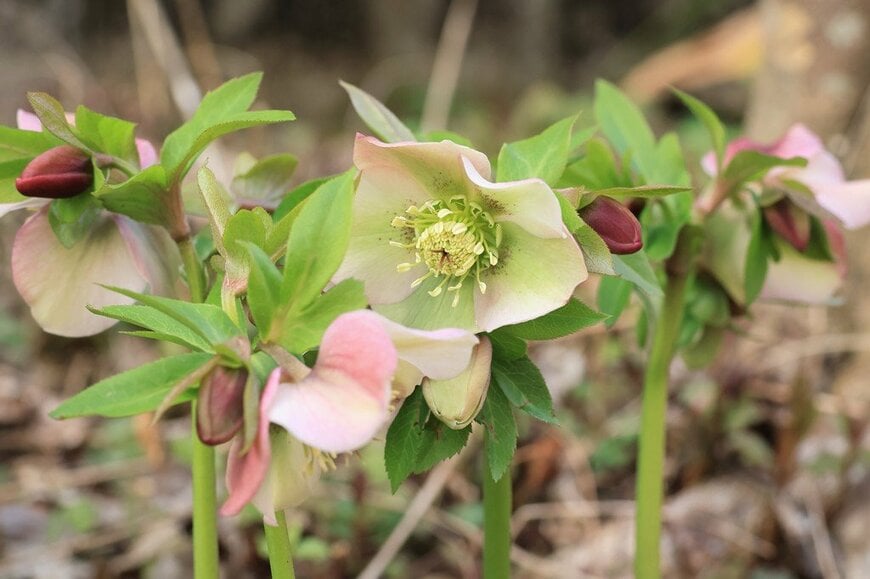 淡いピンク色の花を咲かせている、クリスマスローズ