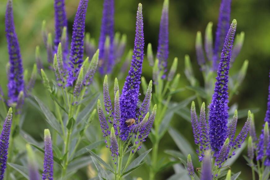 ベロニカの花が咲いている。色は紫