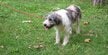 「檻から公園へ」保護施設の犬Zaraが特別散歩プログラムで見せた満面の笑顔に反響
