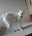 【足、掴みやすそう…】猫ちゃんの意外な姿に「足長い！」「猫なのにとり足」の声