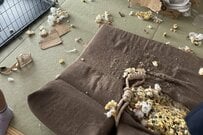 【泥棒が入ったのかと…】帰宅すると部屋が大荒れ　犯人の様子が話題に