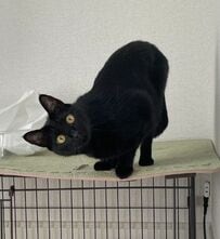 【お見送りのポーズが面白い猫ちゃん】特殊すぎるお見送りのポーズが可愛いと反響