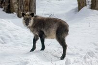 山道を歩いていると「カモシカ」に遭遇　想像の斜め上を行くリアクションに困惑してしまう