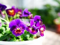 【センスのいい寄せ植え】冬の定番「パンジー・ビオラ」と相性抜群！おしゃれ＆華やかな植物10選