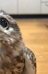 【留守中にギャップを見せるフクロウ】見守りカメラがとらえた”本性”に「何回も見ちゃう！」「かわいすぎ」