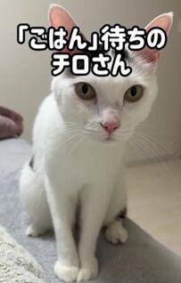大好きな「ごはん」と聞いた途端…飼い主さんへの反応がかわいすぎる猫ちゃん