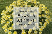【今が植えどき】1苗で大きく育つ「長く咲く花」はコレ！マーガレットの秋植えで叶う節約ガーデニング