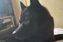 「予想以上にクマ」な見た目の甲斐犬　ぼーっとした表情に思わず目を疑う