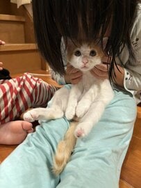 「初めての猫吸い」にまんまるの瞳でこちらを見つめる子猫…困惑した表情がほほえましい