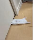 「抜け道を作るぞ！」ハムスターさんが突貫工事を強行中！　飼い主さんもあたふたな様子が話題