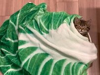 1日暴れていた子猫に「猫ホイホイ」を仕掛けたら…まさかの光景に悶絶