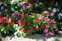 今できる【ニチニチソウ切り戻し】園芸のプロが解説＆3週間後の姿も！夏に強い花が晩秋まで咲く