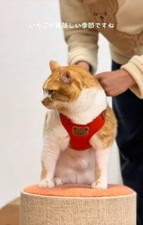 「可愛さ、反則すぎる」の声も！元保護猫ちゃんの「いちごスタイル」がとってもキュート