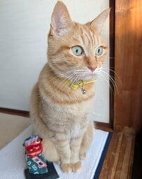 【一体、どこまで…？】“伸びる猫”の決定的瞬間が話題　まさかの姿に思わず目を疑う