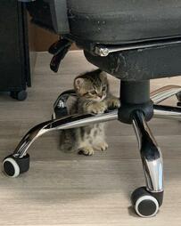 チビチビだった子猫さんに悶絶　気になる「約3年後」の姿も面影たっぷりだった