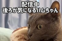 【フシャー！】猫ちゃん、無実の同居猫に怒る　圧をかけられた猫の「切なげな様子」が話題