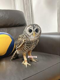 【お散歩中のフクロウ】リラックスする自然体な表情を激写！ナチュラルなお顔が癒されると話題に