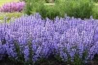 「植えっぱなし」OK！毎年夏に〈いい香りの花〉が咲く！「暑さに強い多年草・低木」3選。鉢植えで玄関先や狭い庭にも