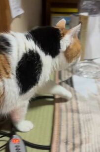 元保護猫が起床　一目散に向かったまさかの場所に心が温まる