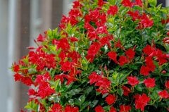 暑さに強い！夏咲きでゴージャスな花が楽しめる《主役級の植物》3選