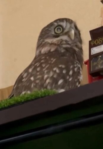 投稿動画のワンシーン