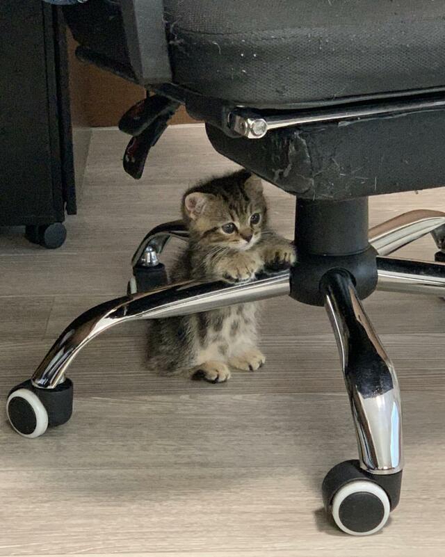 チビチビだった子猫さんに悶絶　気になる「約3年後」の姿も面影たっぷりだった