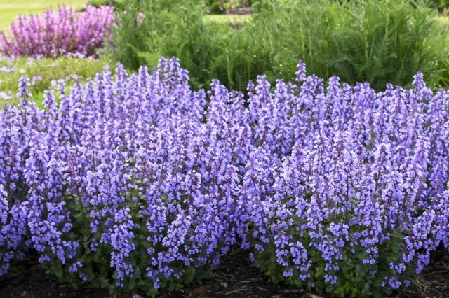 「植えっぱなし」OK！毎年夏に〈いい香りの花〉が咲く！「暑さに強い多年草・低木」3選。鉢植えで玄関先や狭い庭にも