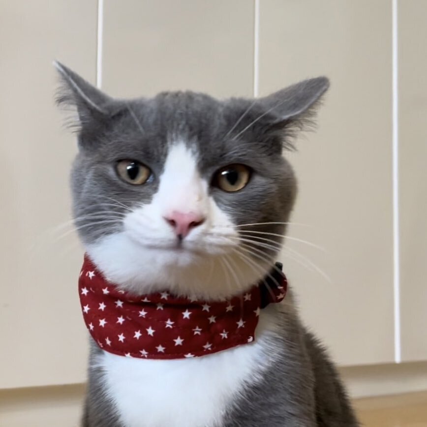 出所：@neko_wagaya