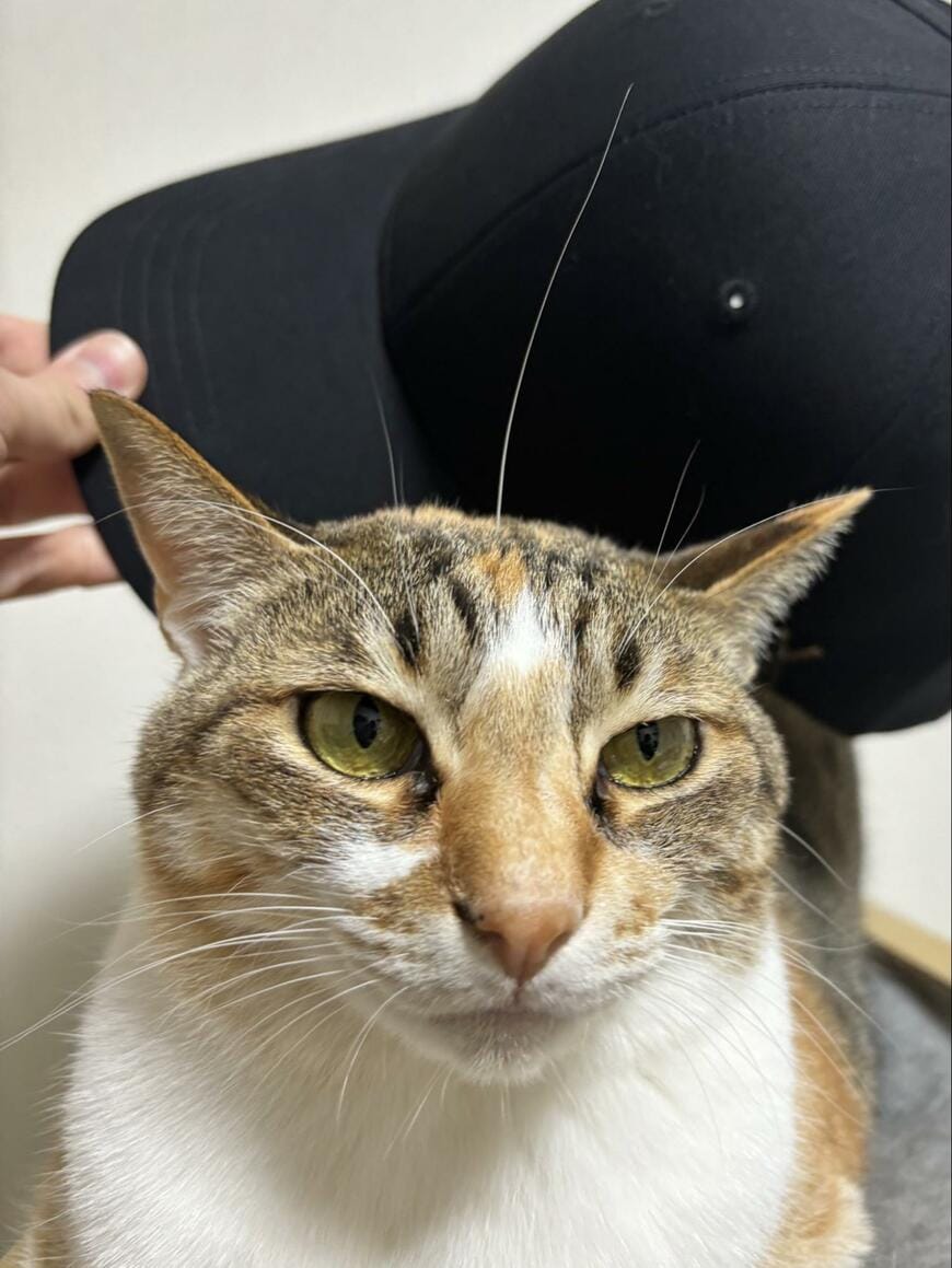 出所：@totomaru_hanmi