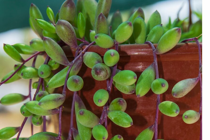 Yasin Caglayan/shuttertsock.com