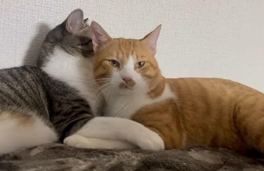 出所：@Neko2Obasan